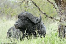 Afrikanischer Büffel (82 von 102).jpg